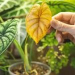 Curiosidades e Mitos sobre Plantas