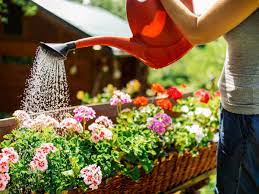 Como regar plantas no verão